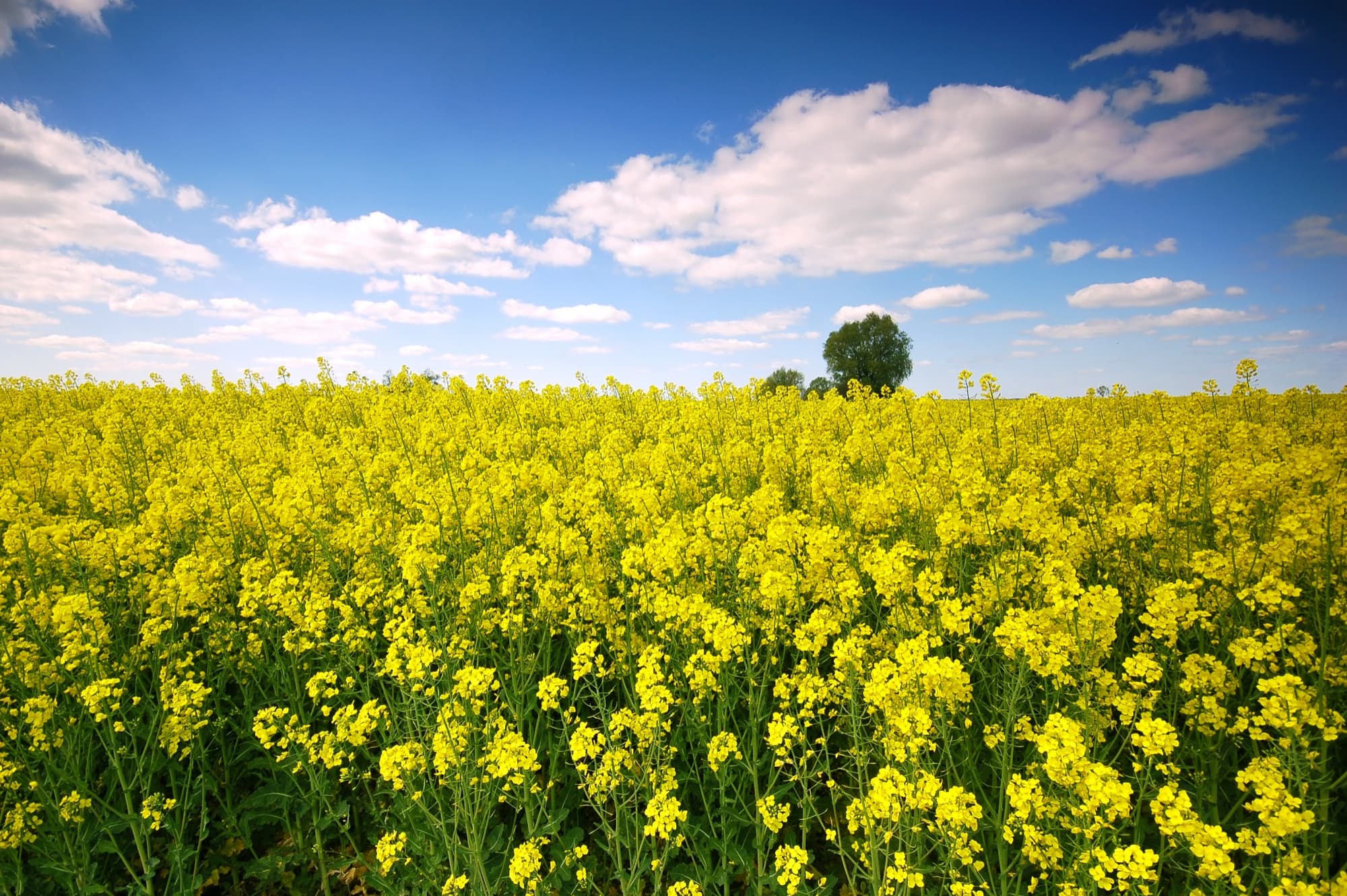 Organic fields